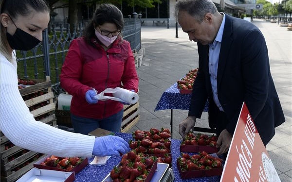 A friss és ízletes magyar földieper a legjobb választás a családoknak