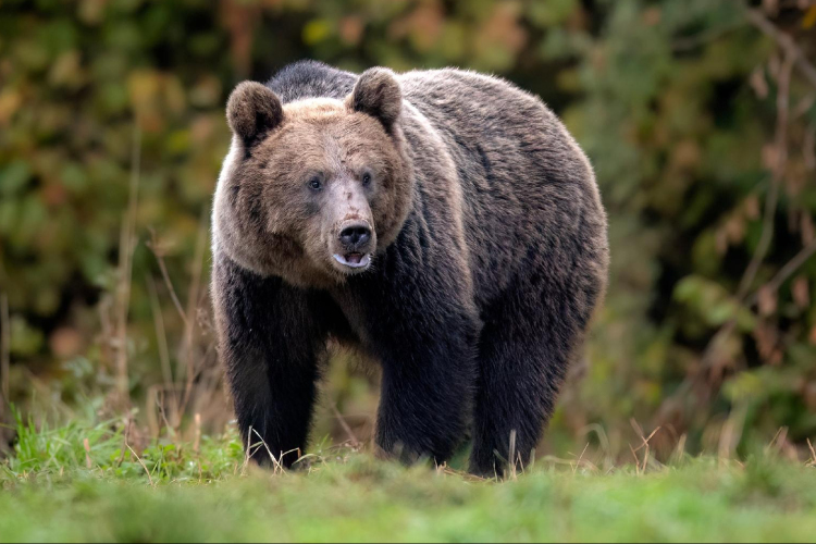 Medvetámadásban életét vesztette egy fiatal nő a romániai Bucsecs-hegységben